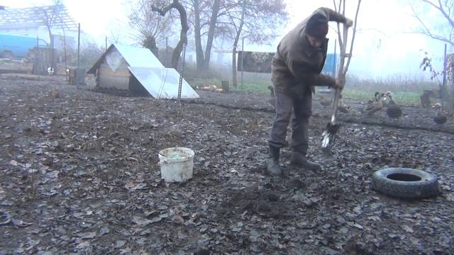 Посадка саженцев ГРЕЦКОГО ОРЕХА