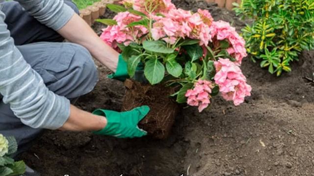 Гортензия Пинк Даймонд — описание сорта и его выращивание смотреть онлайн