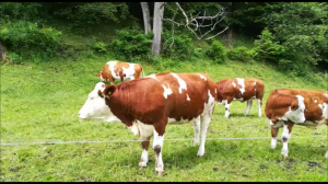 Животные рядом с нами…