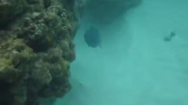 Swim at Playa Flamenco смотреть онлайн