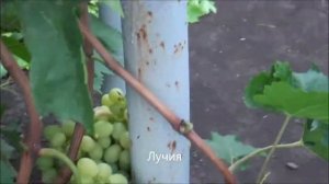 Лучия кишмиш