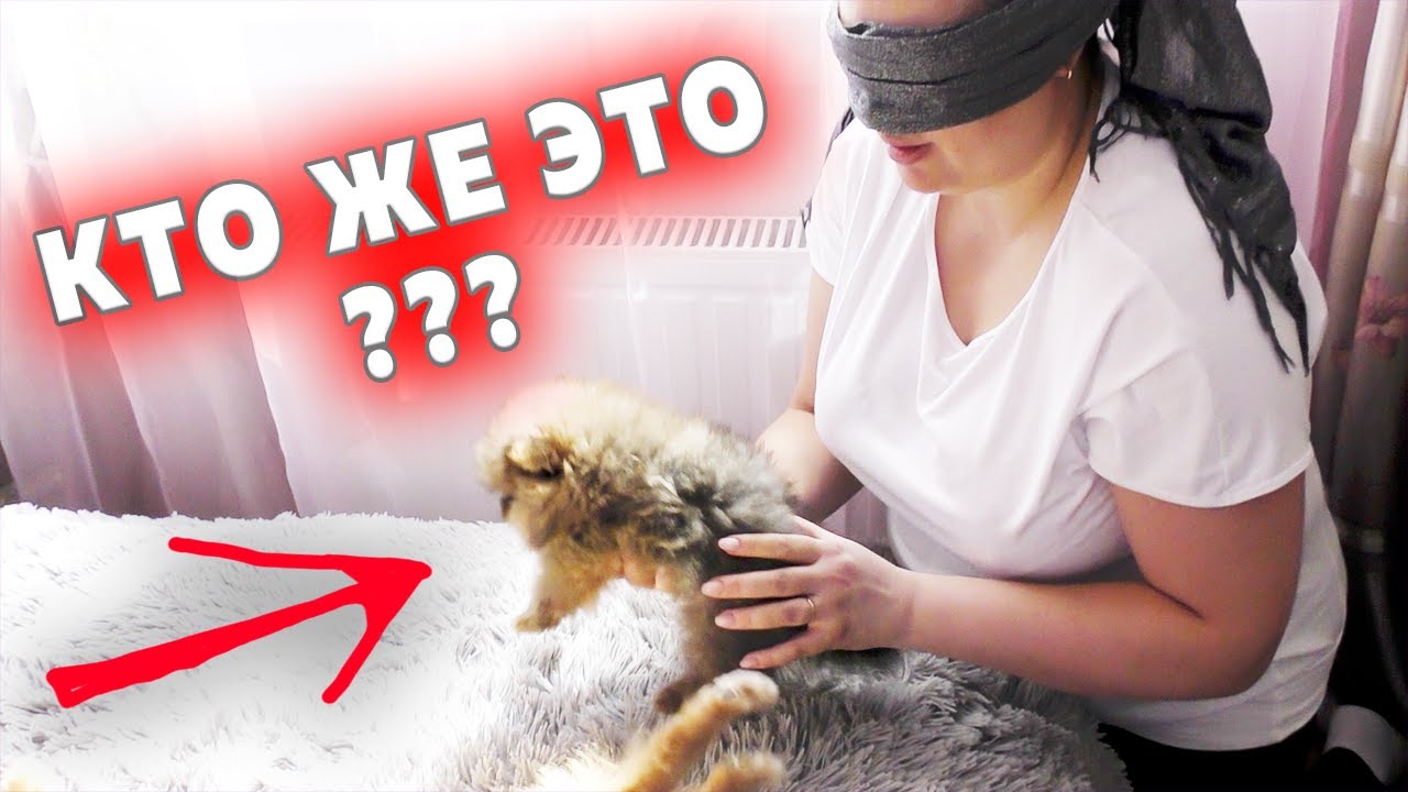 Щенкам шпица 55 дней. Угадываем щенка на ощупь. Крепыш – герой дня