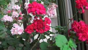 My Panasonic HC MDH2 HD Video test