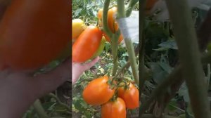 Томат Царевна лебедь.