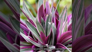 Традесканция рео — уход в домашних условиях