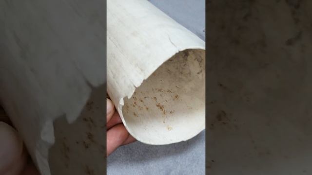 Покупка НА МИЛЛИОН - бивень слона.