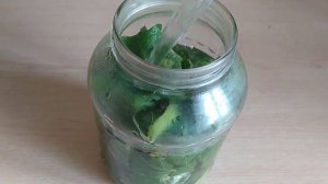 Что лечит ЛОПУХ (репейник)? Полезные свойства майского лопуха.