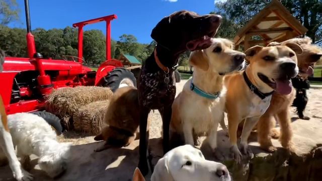 Wednesday at the farm смотреть онлайн