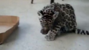 017. Маленький домашний ягуарчик