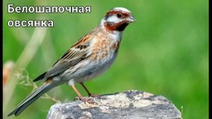 Пение овсянок (15 видов) ??