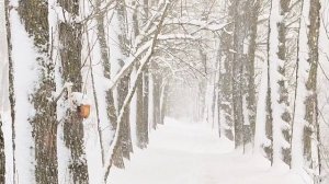 А снег идёт, а снег идёт. 'Весна' в Питере