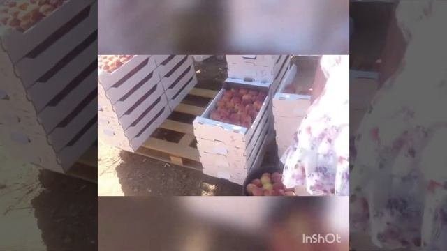 Сбор персиков в Крыму.
