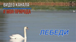 Лебеди (часть 1)