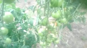 Томаты сорт Тигерелла.