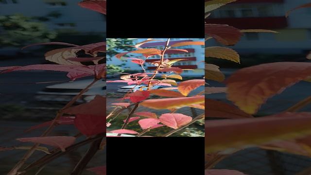 1000014083.mp4