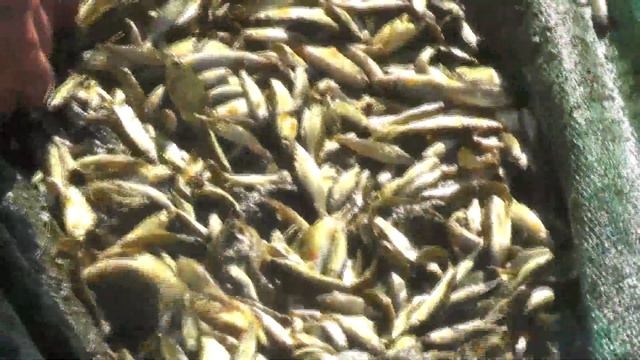 Ещё 300 карасей на Рыжковский (северный) пруд поскорее. 08. 07. 2019 смотреть онлайн