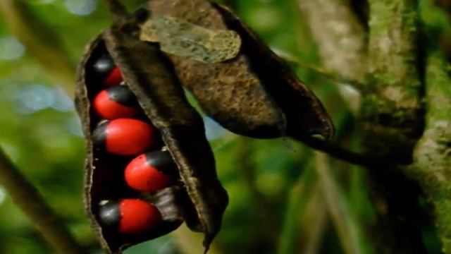 10 ХИЩНЫХ РАСТЕНИЙ смотреть онлайн