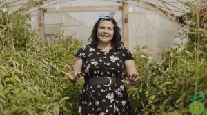 Томат Аврора - самый ранний гибрид томатов! #shorts