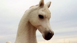 Шляйх клип Анни Лорак Сон