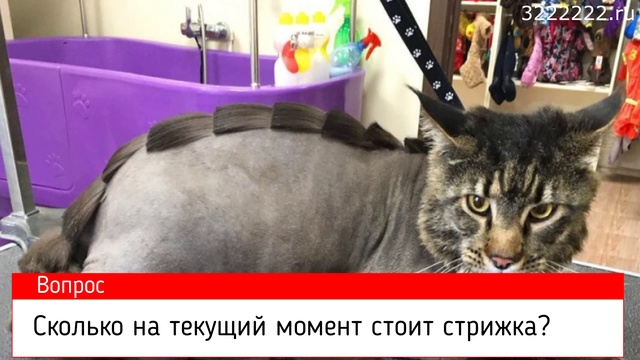 Стрижка котов смотреть онлайн