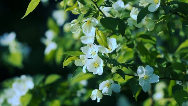Красивая яблоня цветет ранней весной | Футажи красивая природа [FullHD] смотреть онлайн