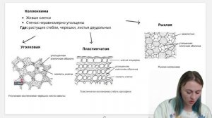Механические ткани растений | Биология ЕГЭ