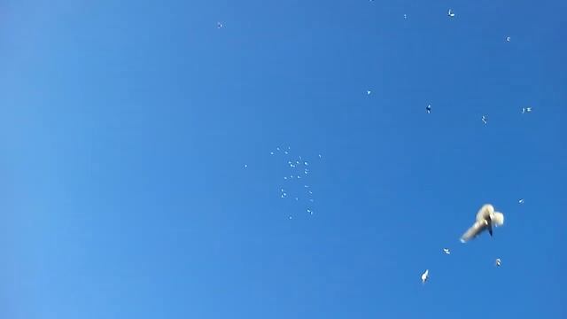 Вечерний гон красноголовых смотреть онлайн