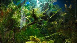 грот в аквариум через месяц выросло дерево