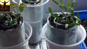 Как ПОДСВЕТИТЬ РАССАДУ. СВЕТОДИОДНАЯ ЛЕНТА для РАССАДЫ. ТопСад