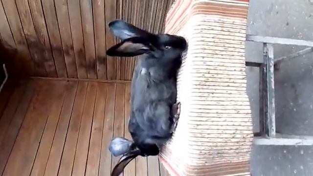 кролики немецкий великан, Ризен чёрного окраса, Giant rabbits German risen black смотреть онлайн