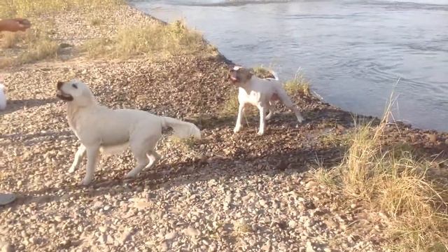 Стаффорд Ральф и Голден ретривер Зета ныряют за камнем в реку...) смотреть онлайн