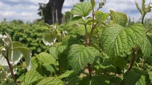 Malina odmiana GLEN AMPLE – nawożenie przed kwitnieniem