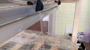 Теплица для микрозелени