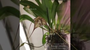 Орхидея Обезьянка