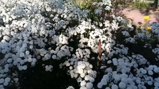 Обзор цветников №7/19. Астильбы, розы, петунии, лилии смотреть онлайн