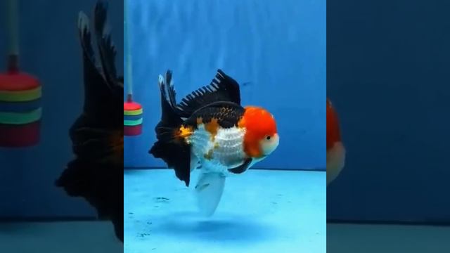 Most Beautiful Oranda Goldfish In Aquarium Tank | Goldfish kingdom Beautiful Oranda Fish #222