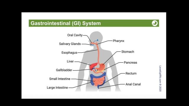 Gastrointestinal System: Introduction, Anatomy & Physiology Review - Medical-Surgical | @LevelUpRN смотреть онлайн