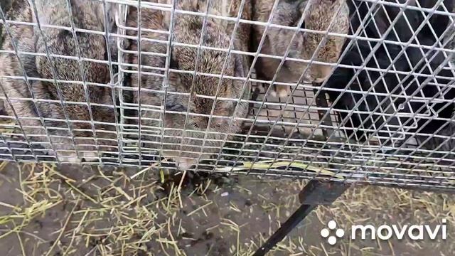 Выставка голубей,кроликов Харьков 30 11 2019.Птичий рынок. смотреть онлайн