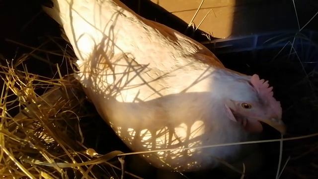 Курица высиживает утиные яйца!!! смотреть онлайн