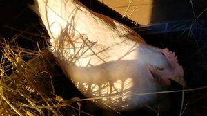 Курица высиживает утиные яйца!!!