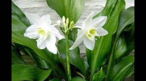 Комнатное растение. Эухарис