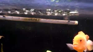 Аэрация в аквариуме с цихлидами