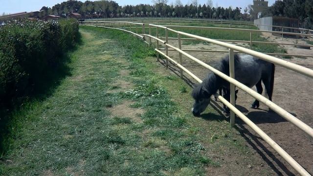 Omar Horse Club in Baku / Конный Клуб Омар в Баку смотреть онлайн