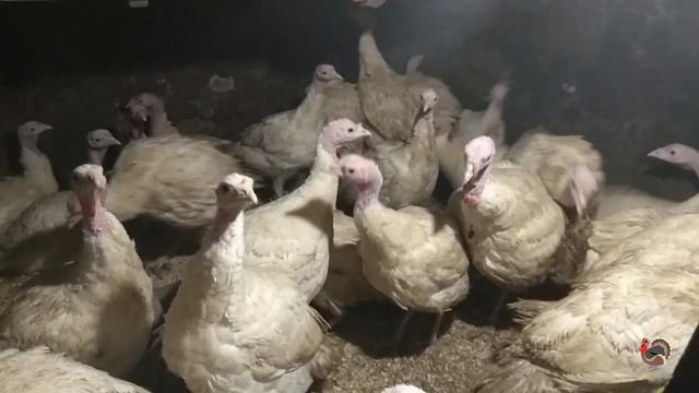 Как растут индюки до 5 месяцев. Первая тушка индюка, считаем "выход" мяса. смотреть онлайн
