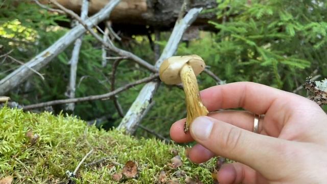 Гриб горчак или как не испортить вкусное блюдо.