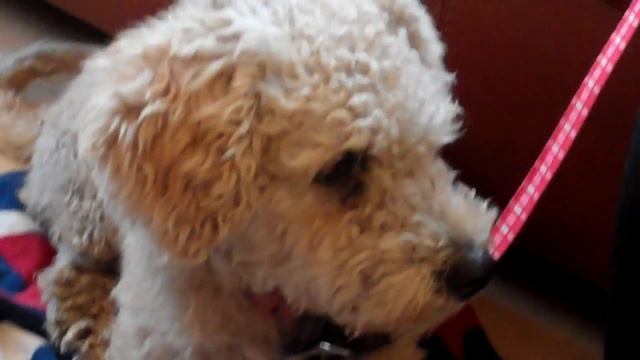 Little Andy so Desperate for a Place to call Home, contact 561-860-3783 1 yr male смотреть онлайн