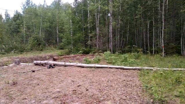 Как очистить участок от леса? Срубили деревья, что дальше? смотреть онлайн