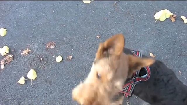 Der kleinste Airedale Terrier der Welt | Самый маленький эрдельтерьер в мире смотреть онлайн