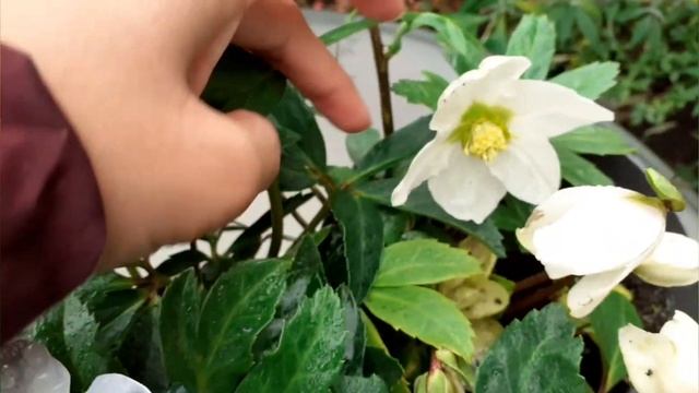 #Helleborus Niger #Christrose #winter #flower смотреть онлайн