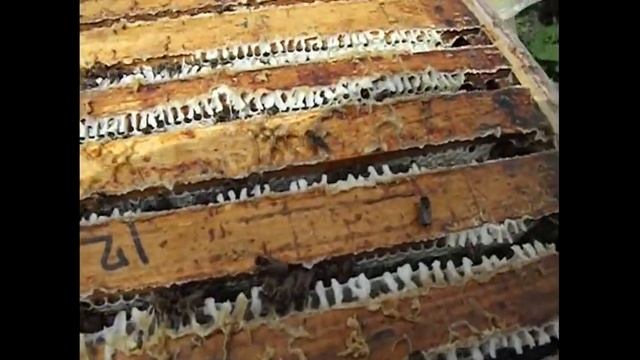 отбор семей пчел и маток для вывода дочек смотреть онлайн